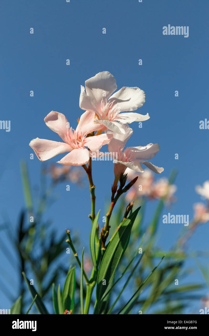 pink flowers on the sky background Stock Photo - Alamy
