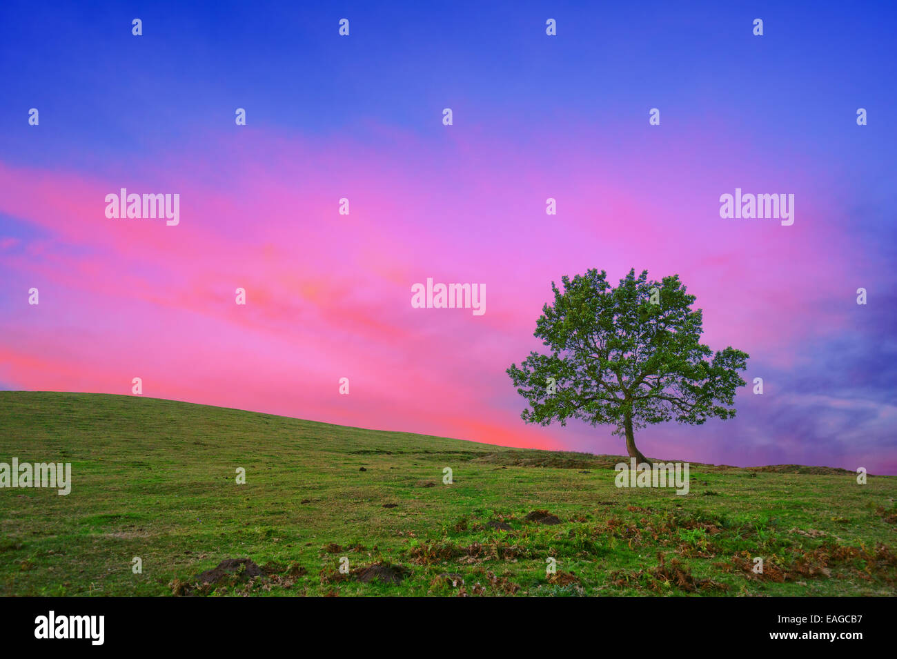 lonely tree silhouette at sunrise with red sky Stock Photo