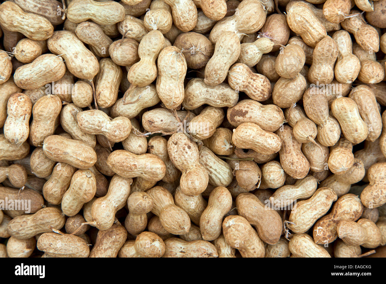 Close-up of 'spanish'  peanuts. Stock Photo