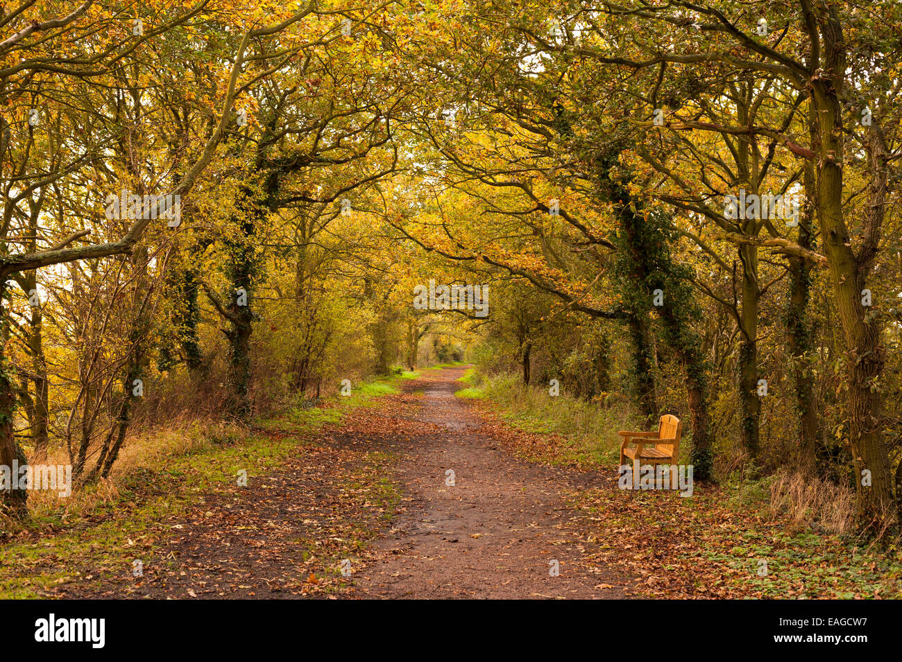 bench under trees along footpath in autumn Stock Photo