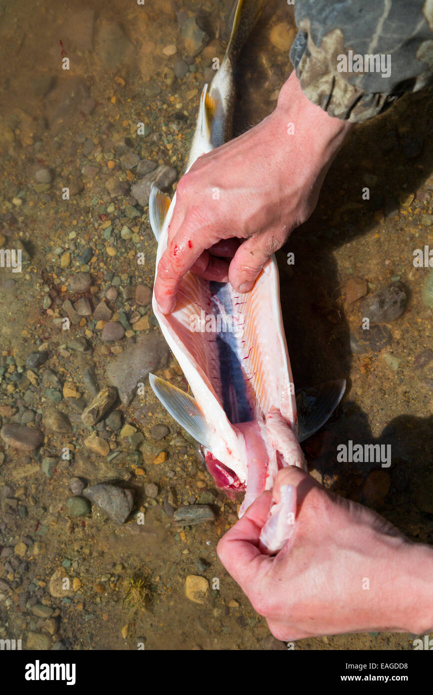 A man cleans a Lake Trout fish (Salvelinus namaycush) on Whitefish Lake in Whitefish, Montana. Stock Photo