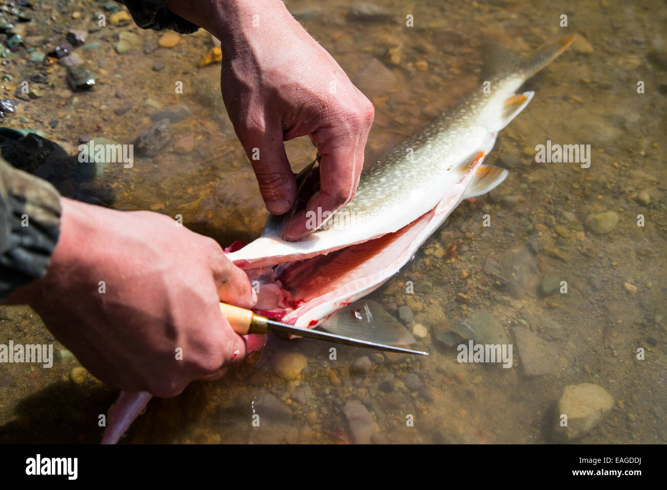 A man cleans a Lake Trout fish (Salvelinus namaycush) on Whitefish Lake in Whitefish, Montana. Stock Photo