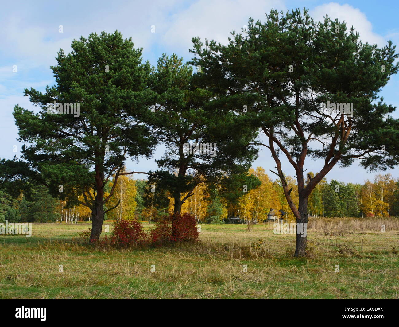 Green pine tree on blue sky background Stock Photo - Alamy