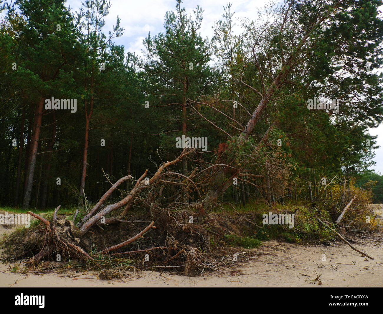 Big Fallen Tree after hurricane in Riga Stock Photo - Alamy