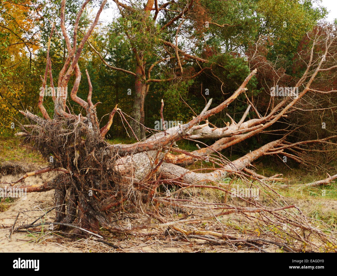 Big Fallen Tree after hurricane in Riga Stock Photo - Alamy