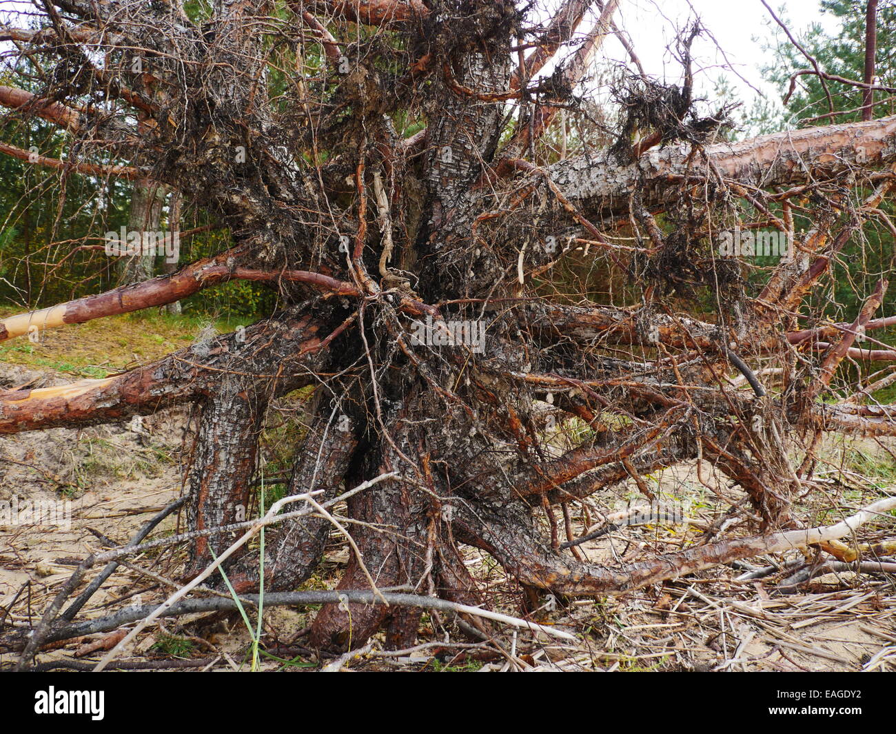 Big Fallen Tree after hurricane in Riga Stock Photo - Alamy