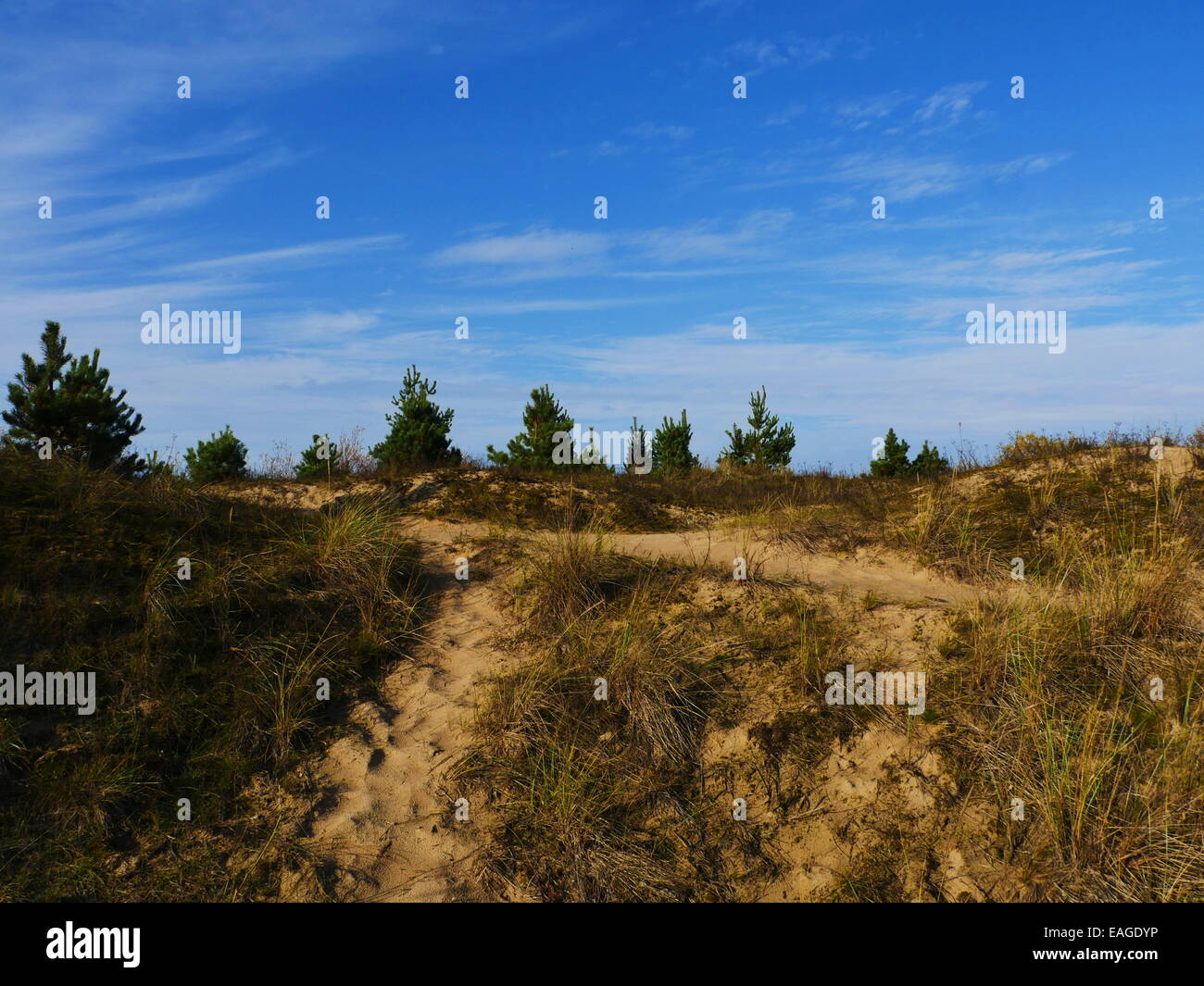 Green pine tree on blue sky background Stock Photo - Alamy