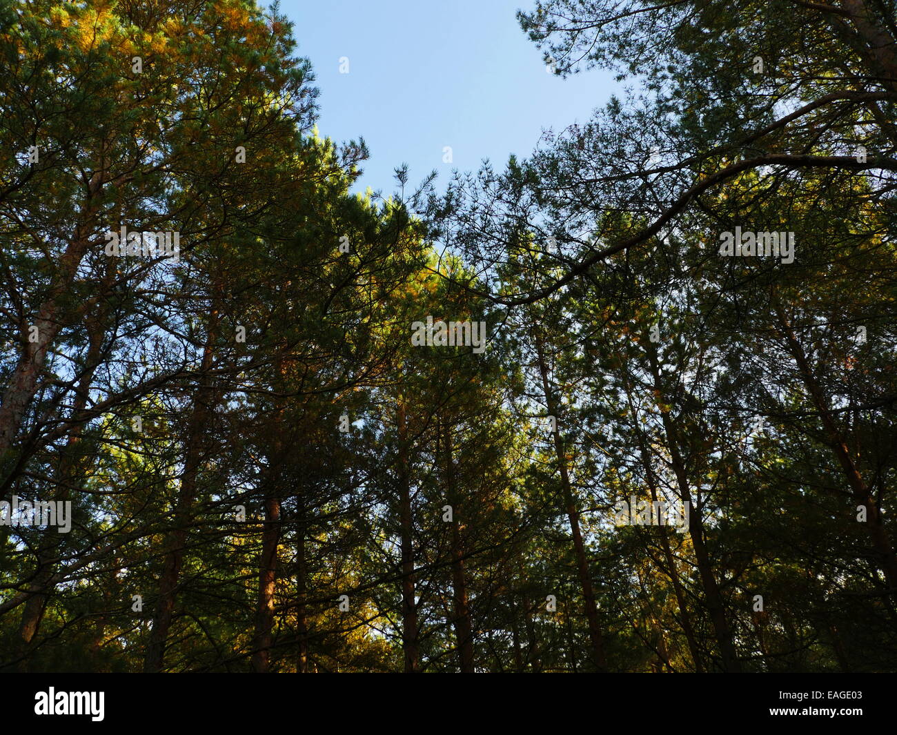 autumn forest in october in the evening Stock Photo