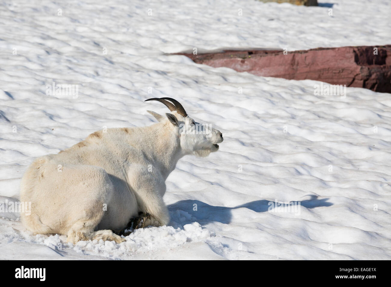 A mountain goat lies on a snow field in Glacier National Park, Montana. Stock Photo