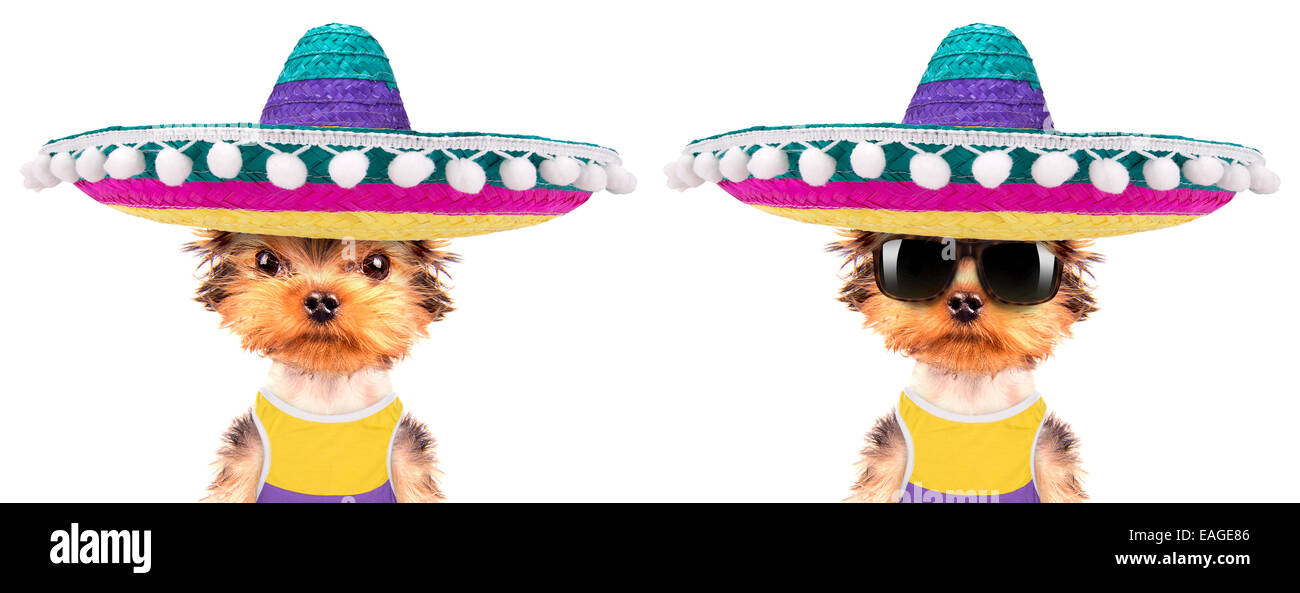 cute puppy dog wearing a mexican hat on a white background Stock Photo