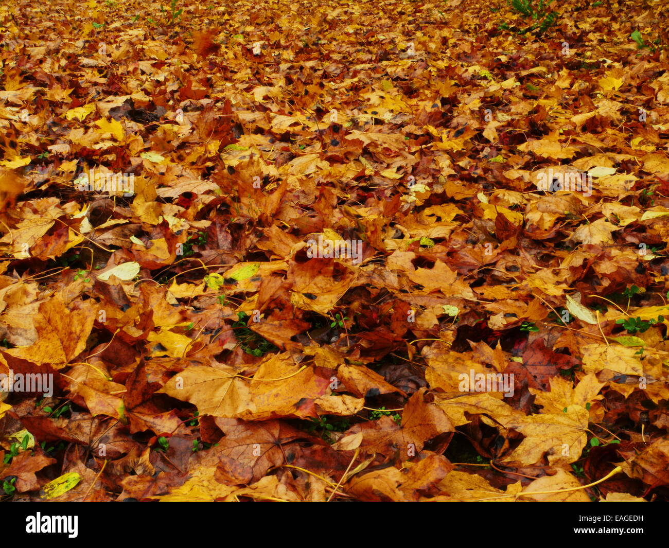 autumn yellow leafs background in the park Stock Photo - Alamy