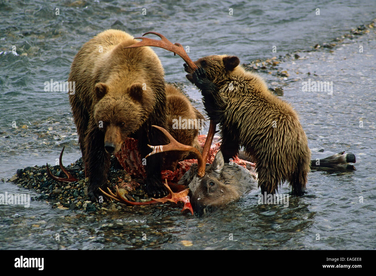 Baby caribou eating hires stock photography and images Alamy