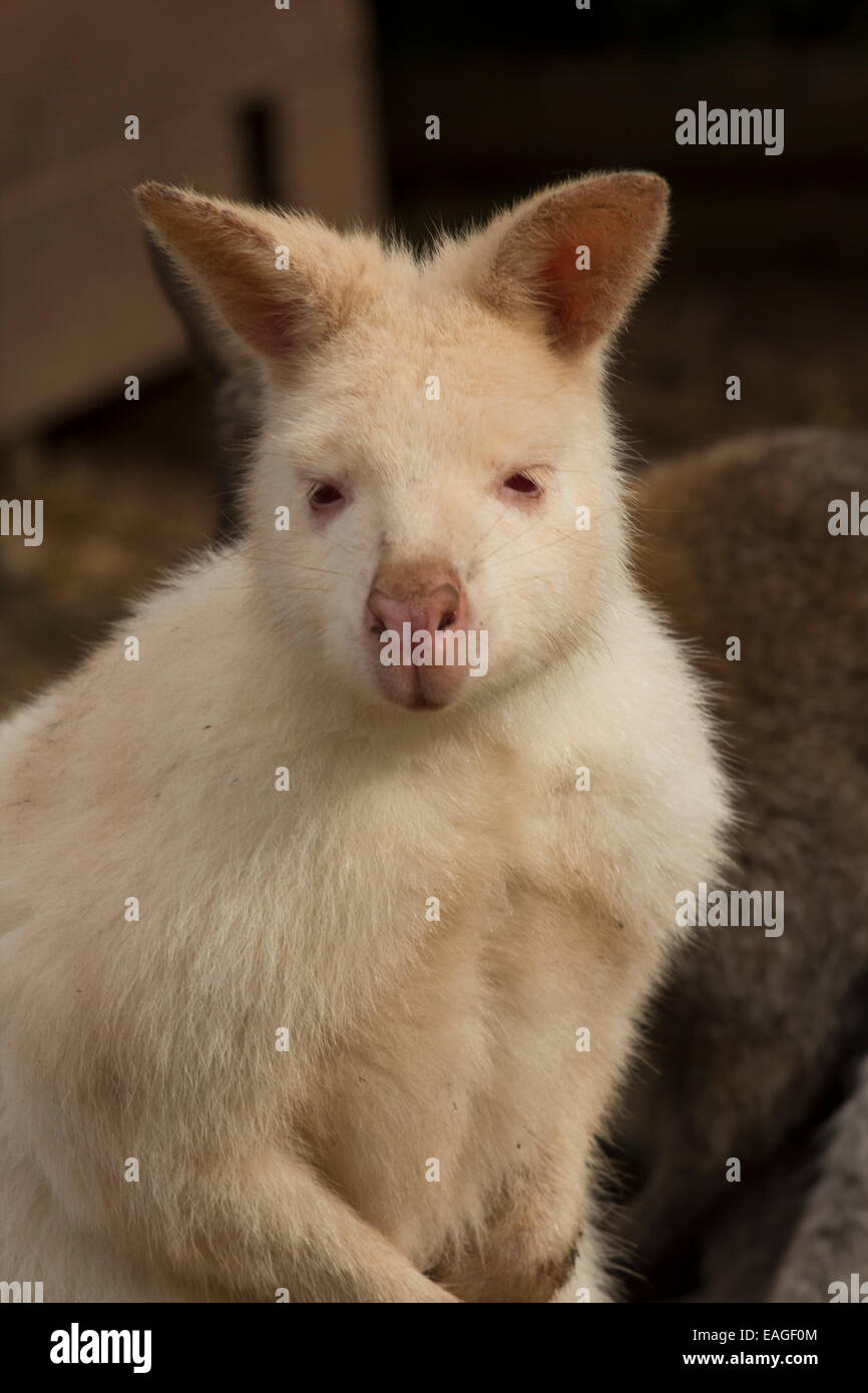 Albinos family hi-res stock photography and images - Alamy