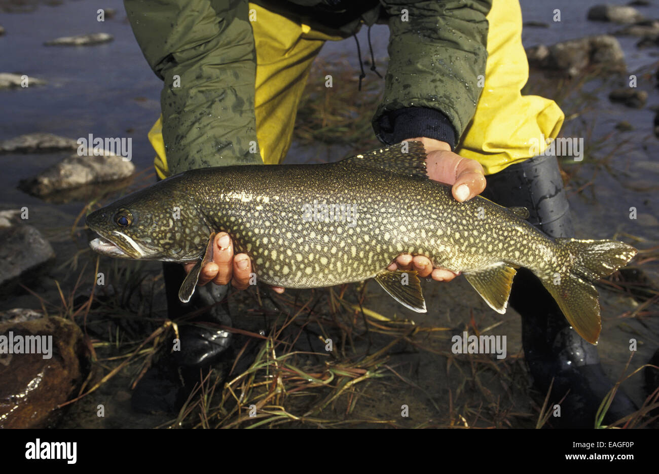 Angler Hand Holds Trophy Size Lake Trout Ak Summer Stock Photo Alamy