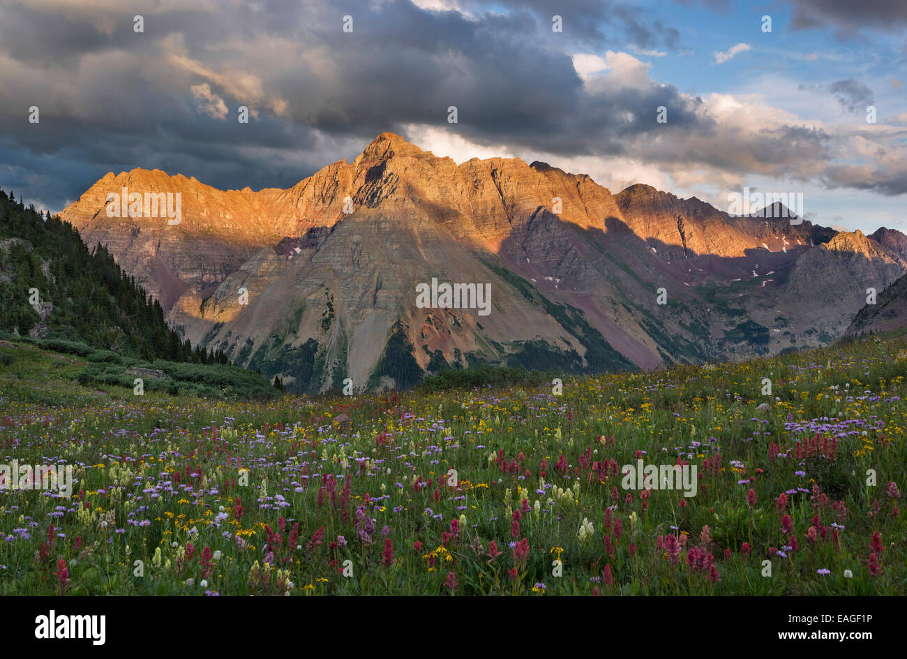 Sunset on Pyramid peak and a field of wildflowers near Aspen Colorado. Stock Photo