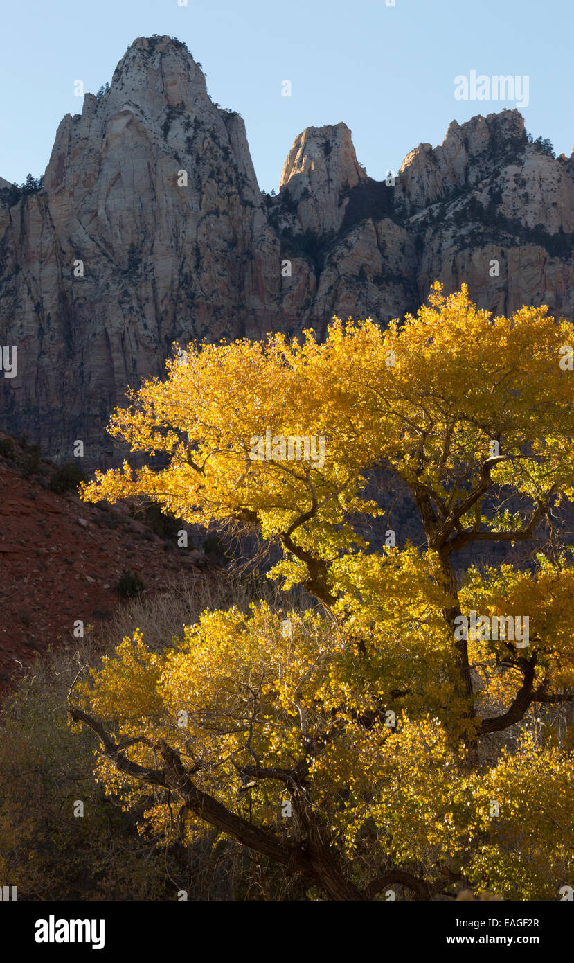 A yellow cottonwood tree in front of Zion's Towers of the Virgin Stock