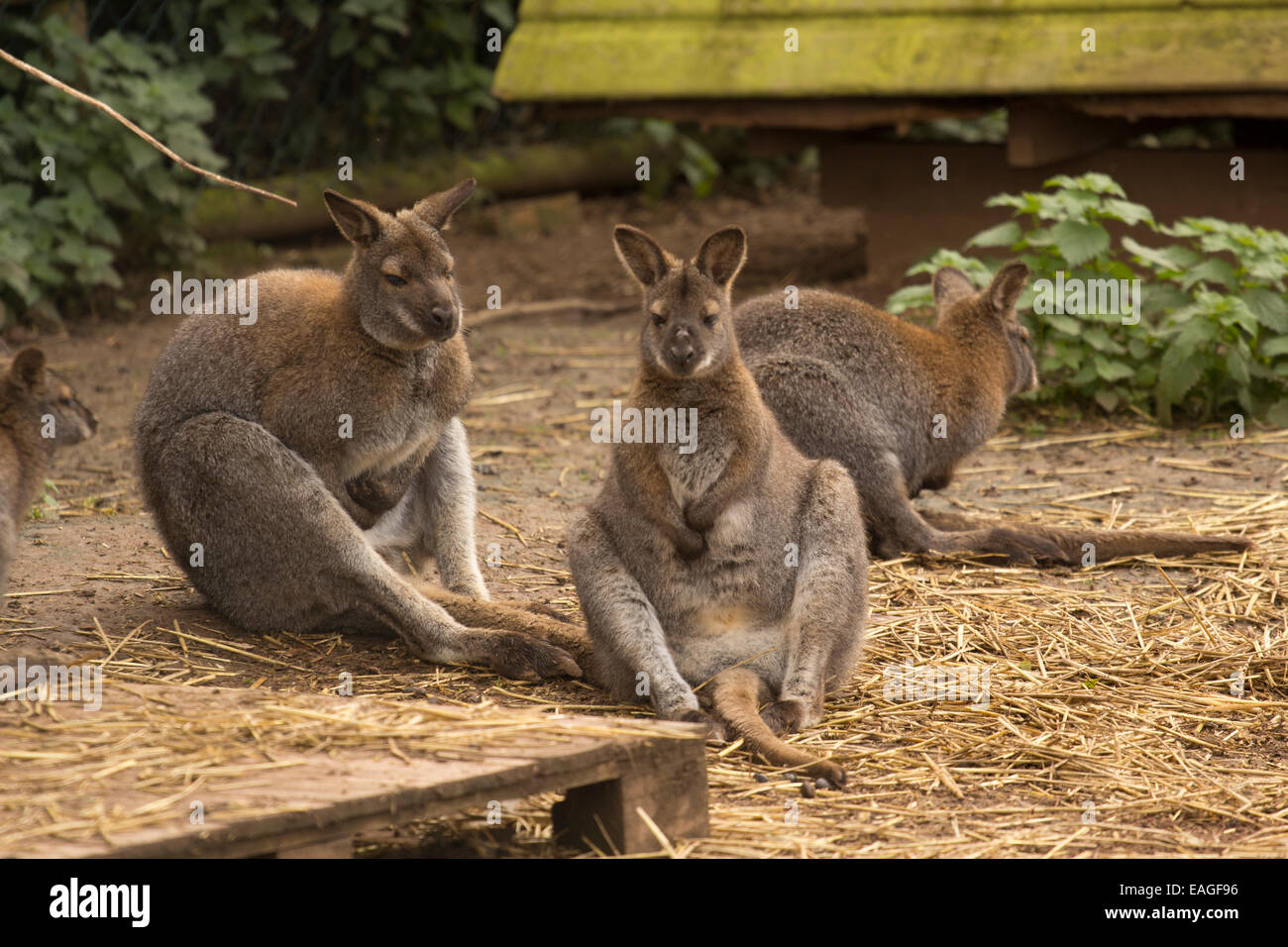 Group of Wallabies sitting Stock Photo Alamy