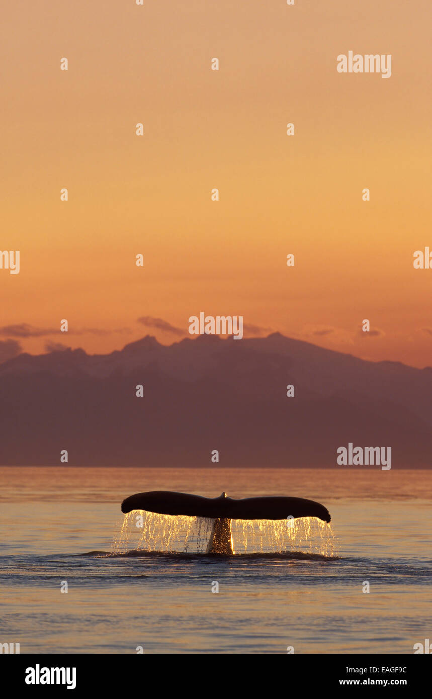 Humpback whale sounding hi-res stock photography and images - Alamy