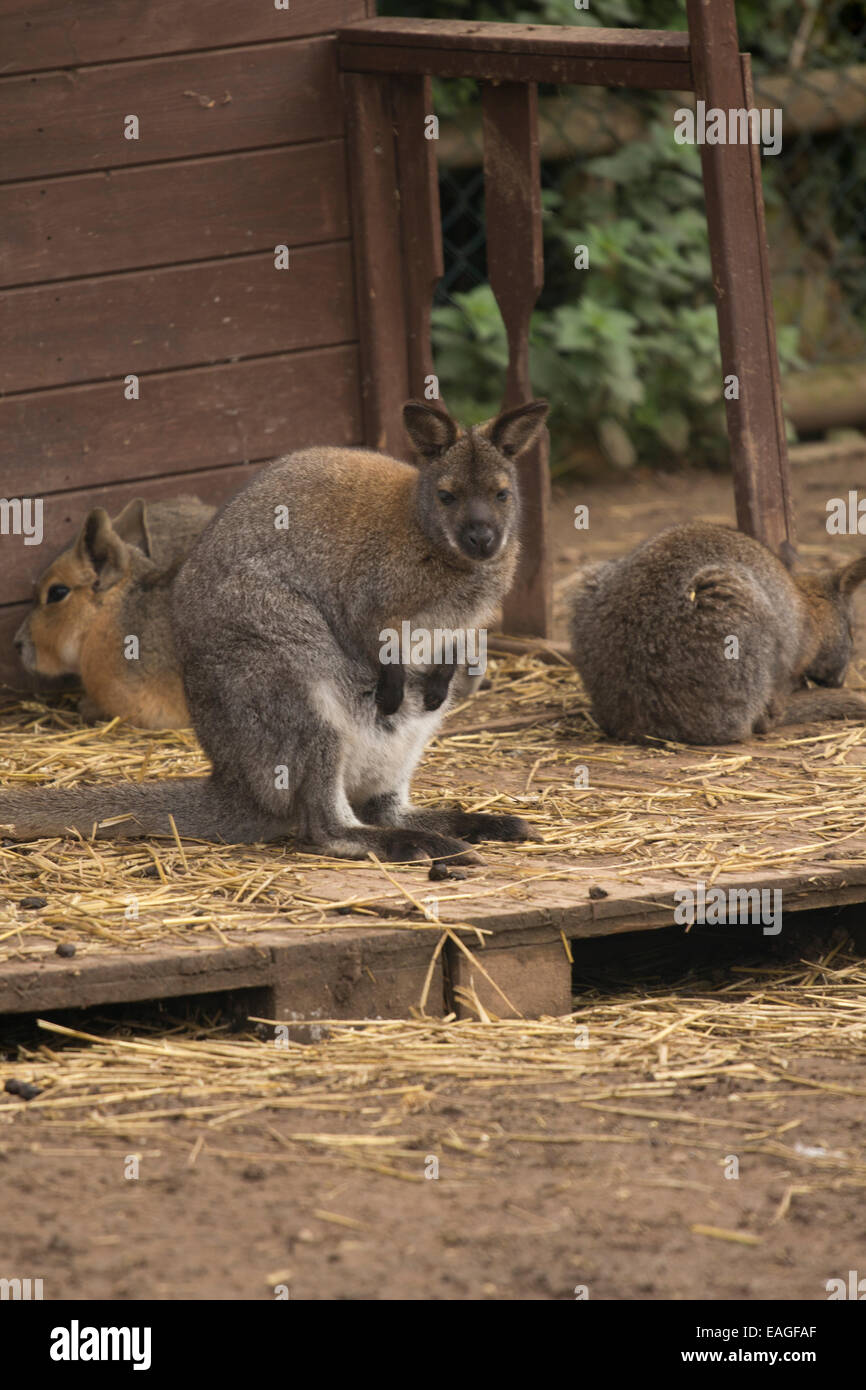 Wallabies australia hires stock photography and images Alamy
