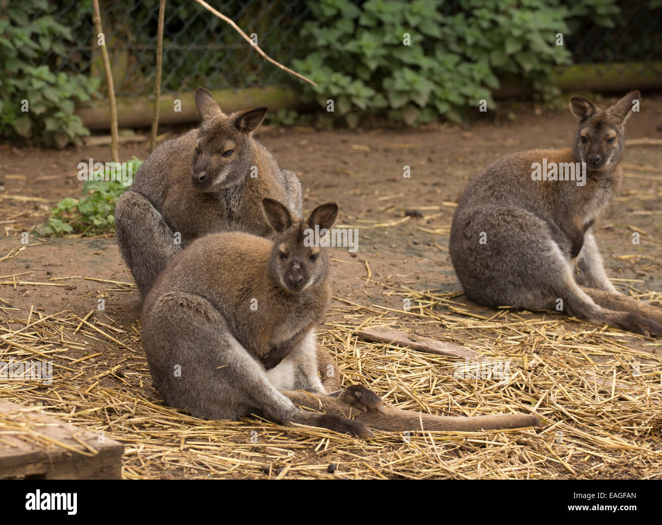 Group of Wallabies sitting Stock Photo