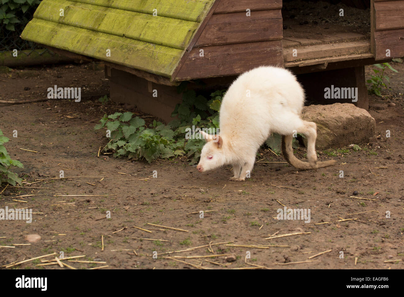 Albino family hi-res stock photography and images - Alamy