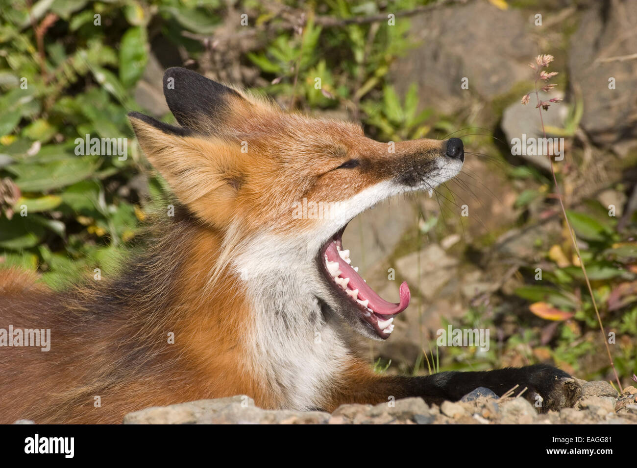 Close Up Of A Red Fox Laying Alongside The Park Road In Denali National Park And Preserve, Interior Alaska, Summer Stock Photo