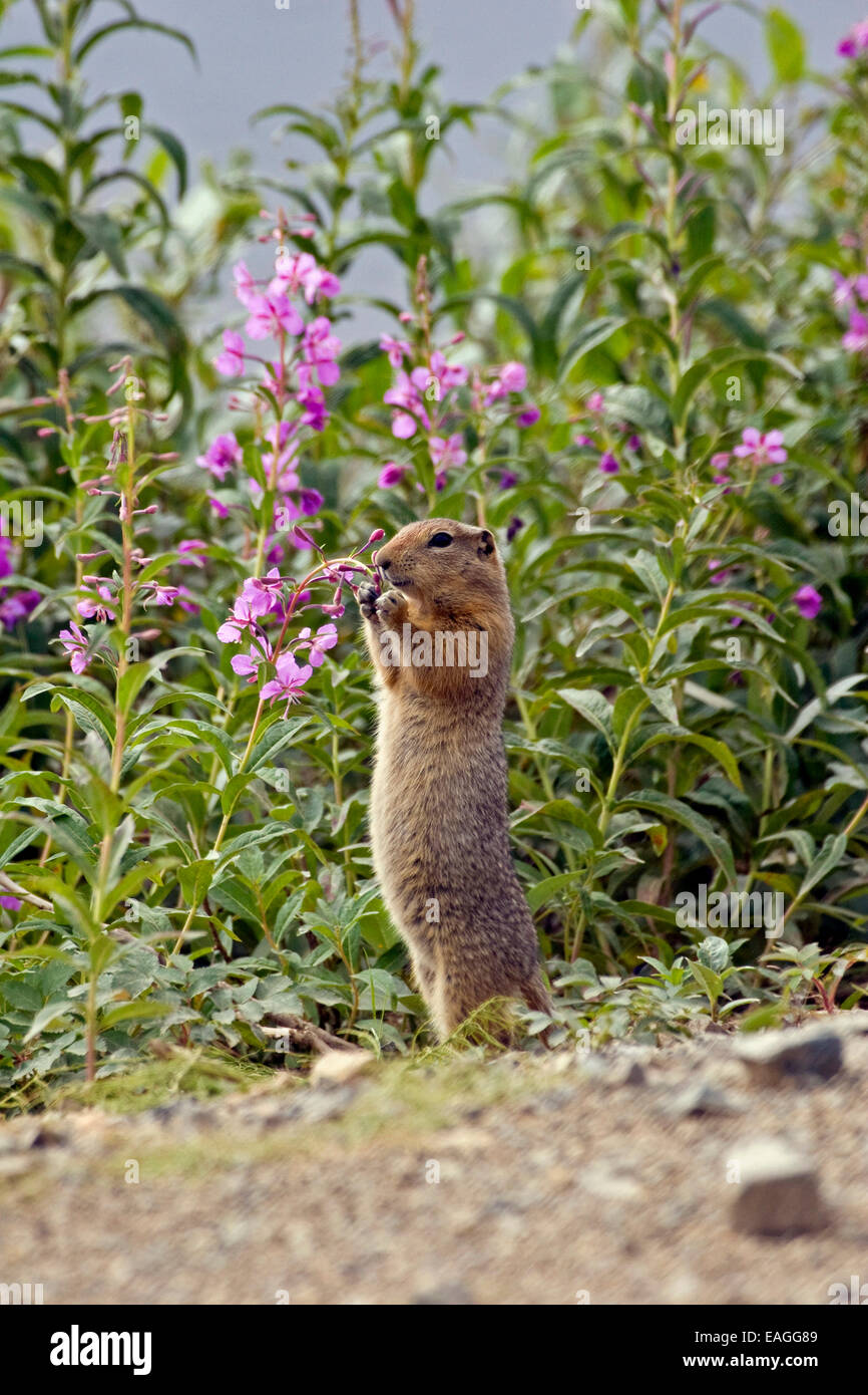Arctic Ground Squirrel Standing On Hind Feet And Nibbling On Fireweed In Denali National Park And Preserve, Alaska, Summer Stock Photo