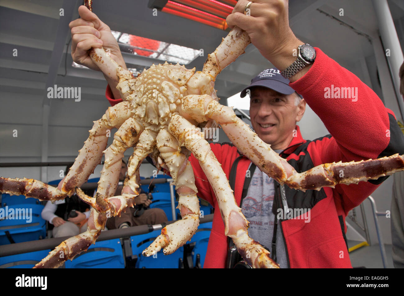 Visitor Holds A King Crab During A Crab Harvest Demonstration Aboard The  *Aleutian Ballad* In Ketchikan, Alaska Stock Photo - Alamy