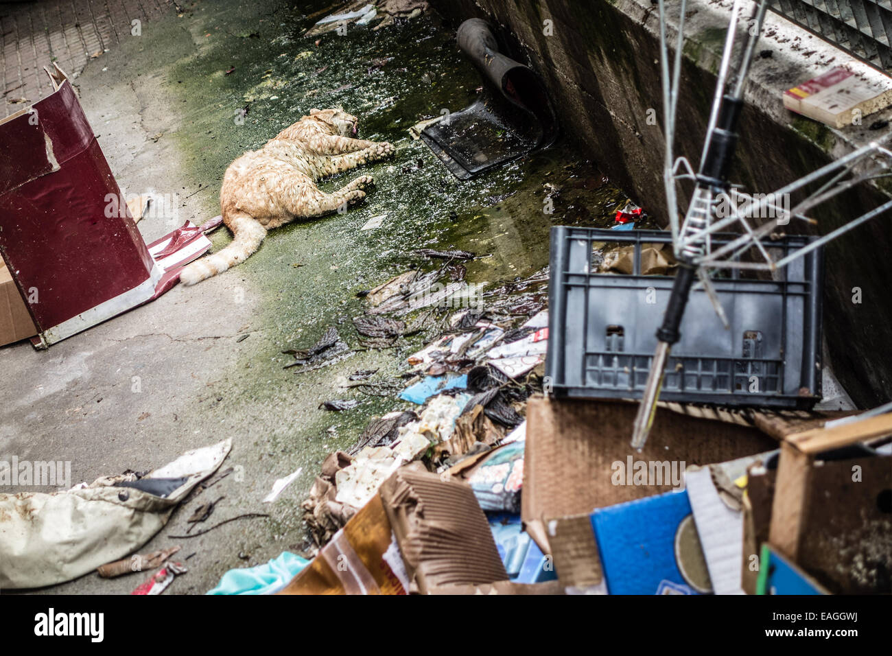 a dead cat rotting among the trash in a dirty alley Stock Photo Alamy