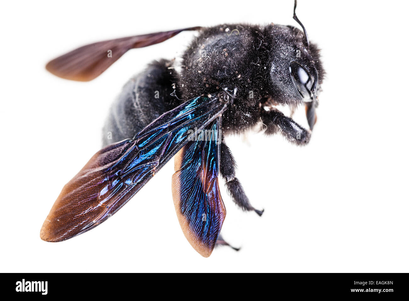 Violet carpenter bee species xylocopa violacea in high definition isolated over white Stock Photo