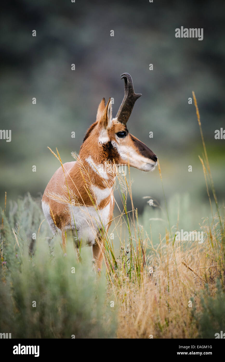Pronghorn in the rain, Lamar Valley, Yellowstone National Park, USA Stock Photo