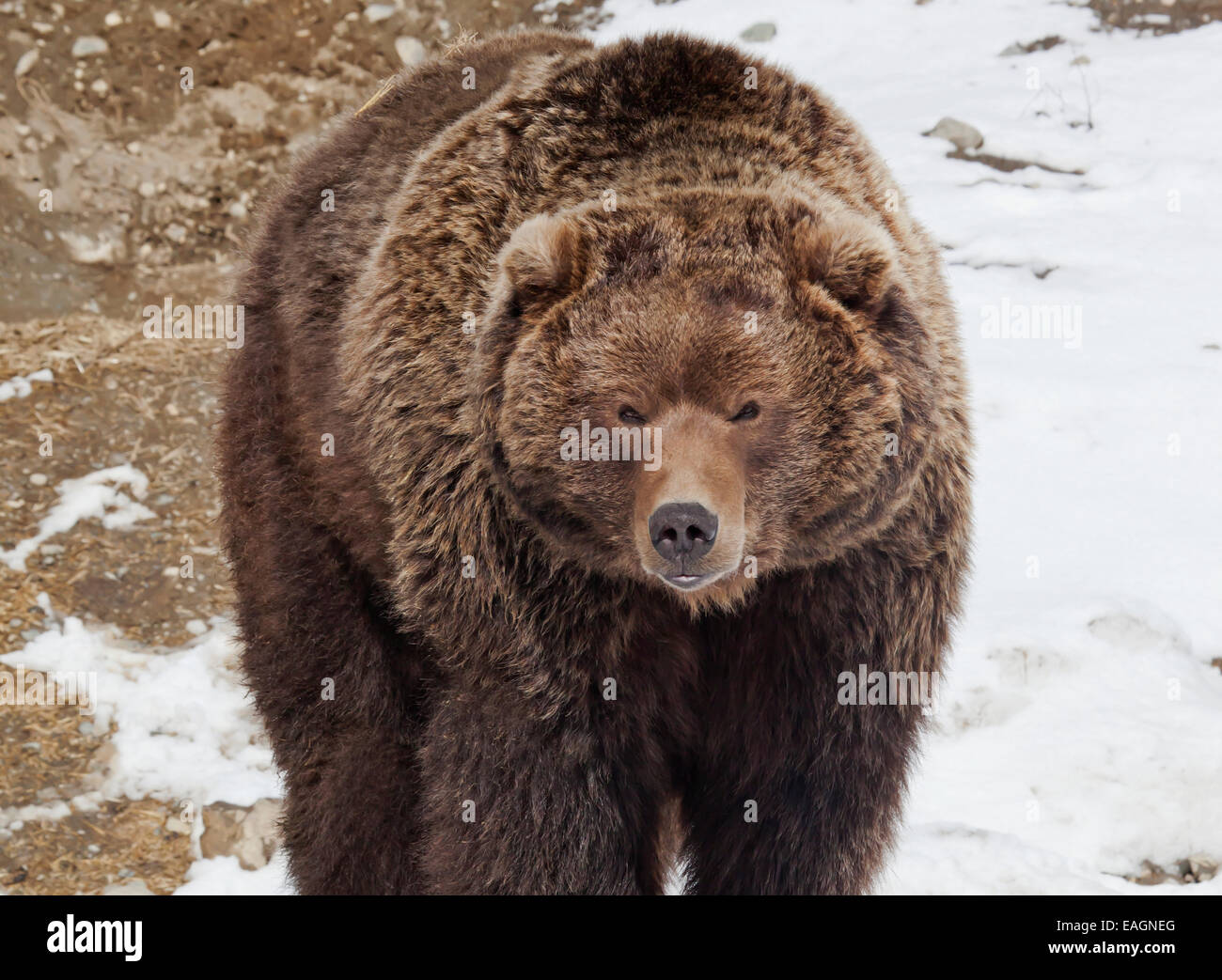 do grizzly bears hibernate in alaska do grizzly bears hibernate in alaska