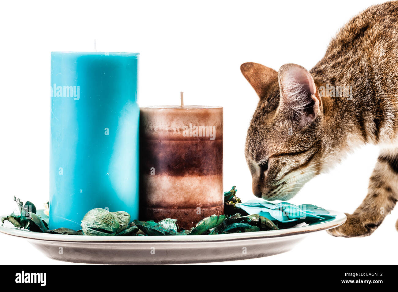 a cute kitten sniffing some scented candles isolated over a white