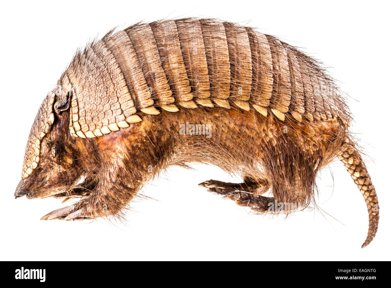 a stuffed armadillo isolated over a white background Stock Photo