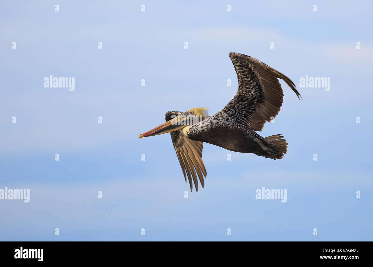 Brown Pelican (Pelecanus occidentalis) flying. Playa Mansita, Guanacaste, Costa Rica. Stock Photo