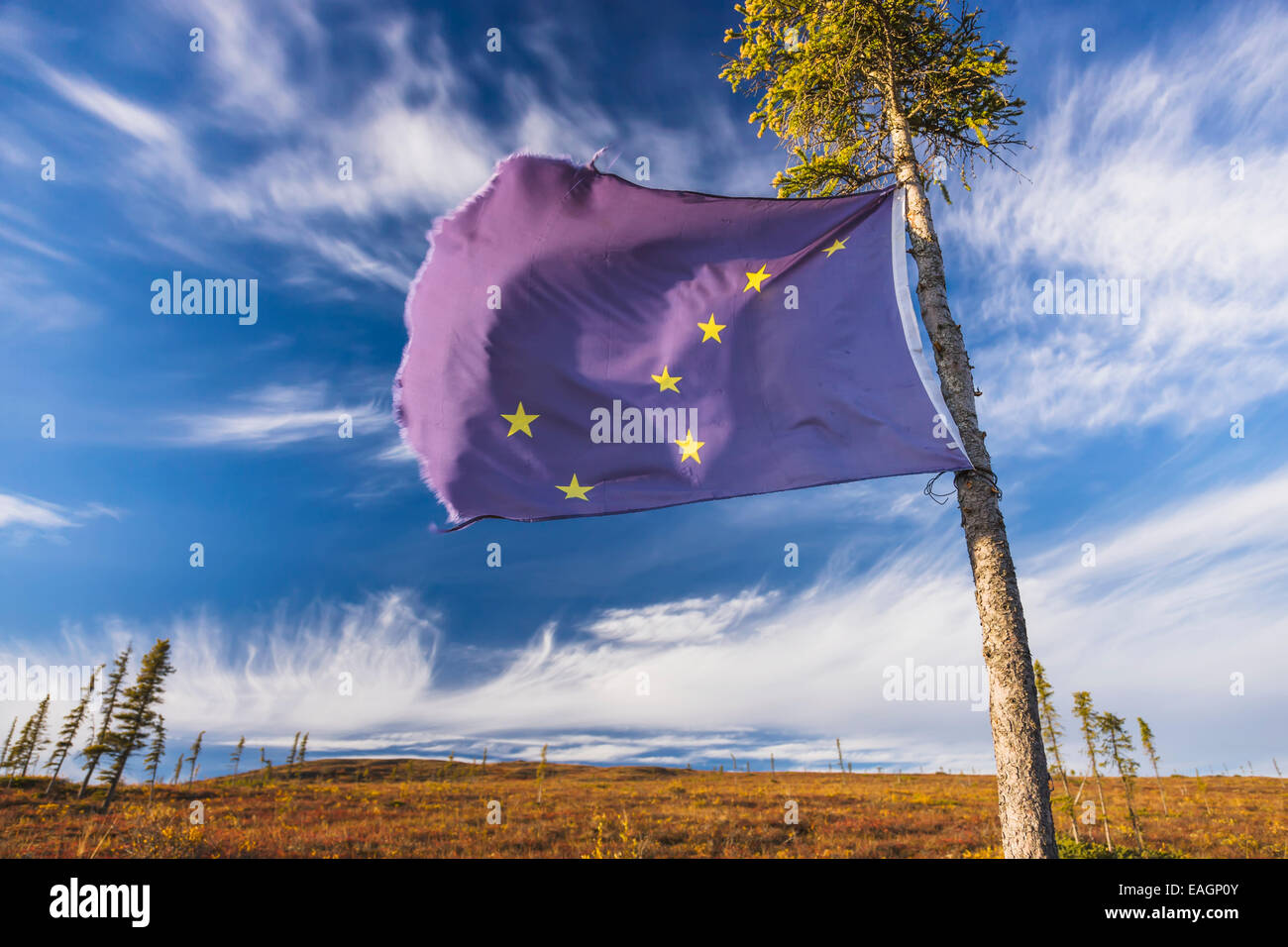 Flag,Spruce,Alaskan,Autumn,Tundra Stock Photo