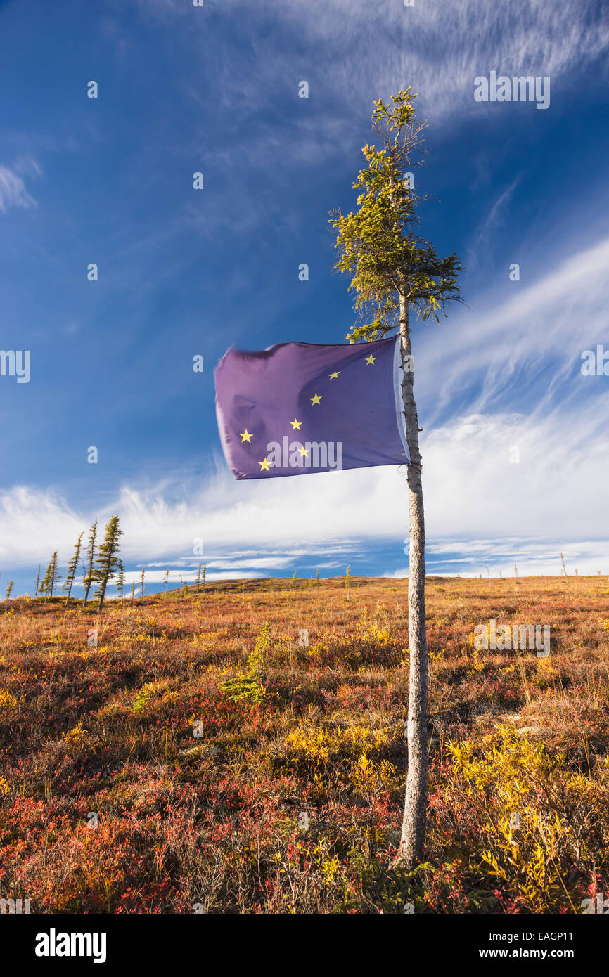Flag,Spruce,Alaskan,Autumn,Tundra Stock Photo