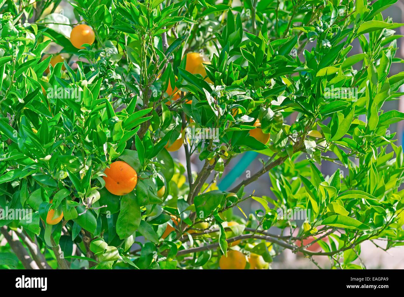 close up of a mandarin plant Stock Photo