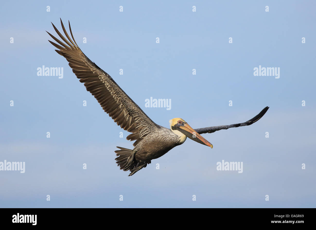 Brown Pelican (Pelecanus occidentalis) flying. Playa Mansita, Guanacaste, Costa Rica. Stock Photo
