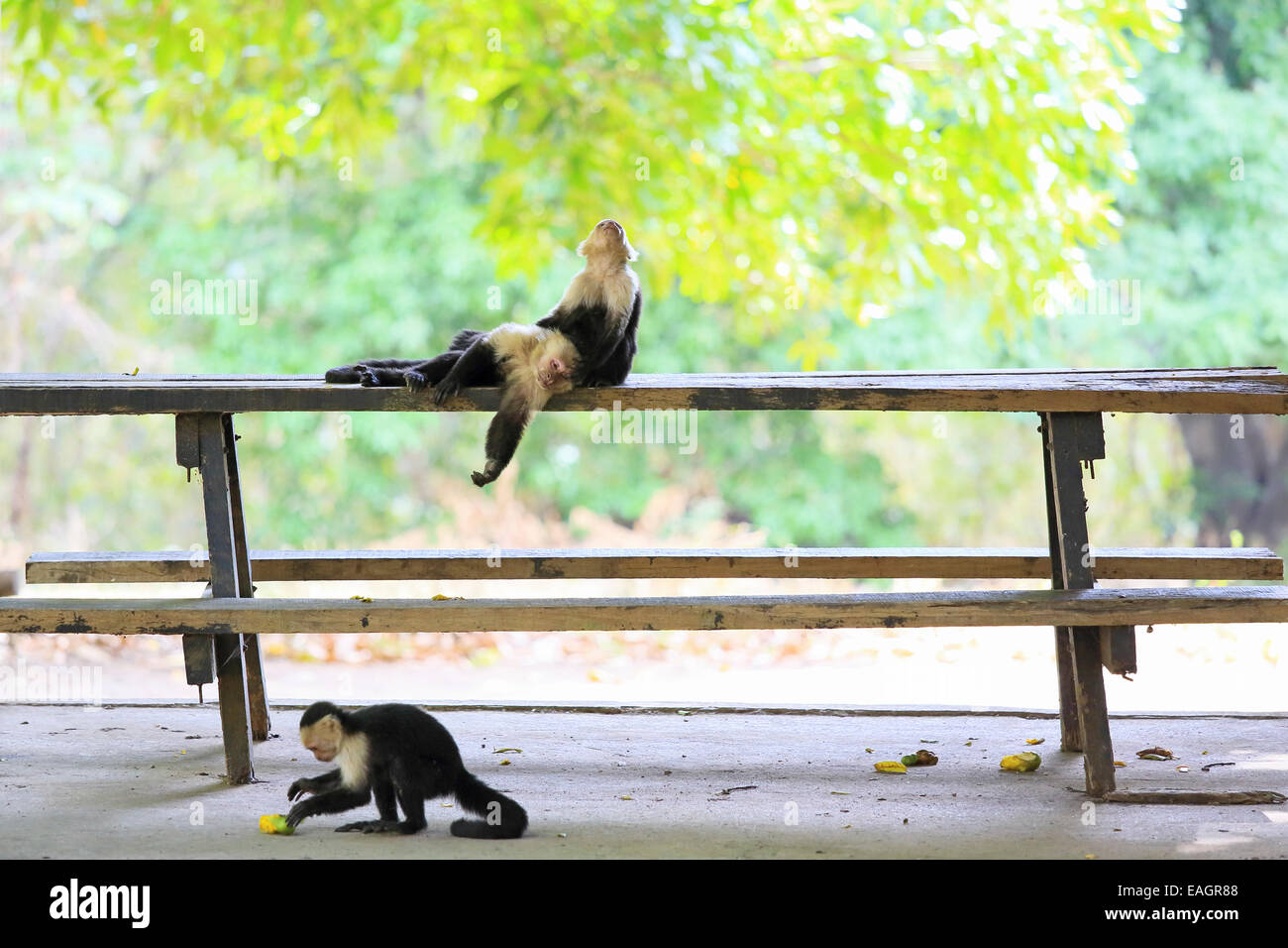 https://c8.alamy.com/comp/EAGR88/white-faced-capuchin-monkeys-cebus-capucinus-resting-on-a-picnic-table-EAGR88.jpg