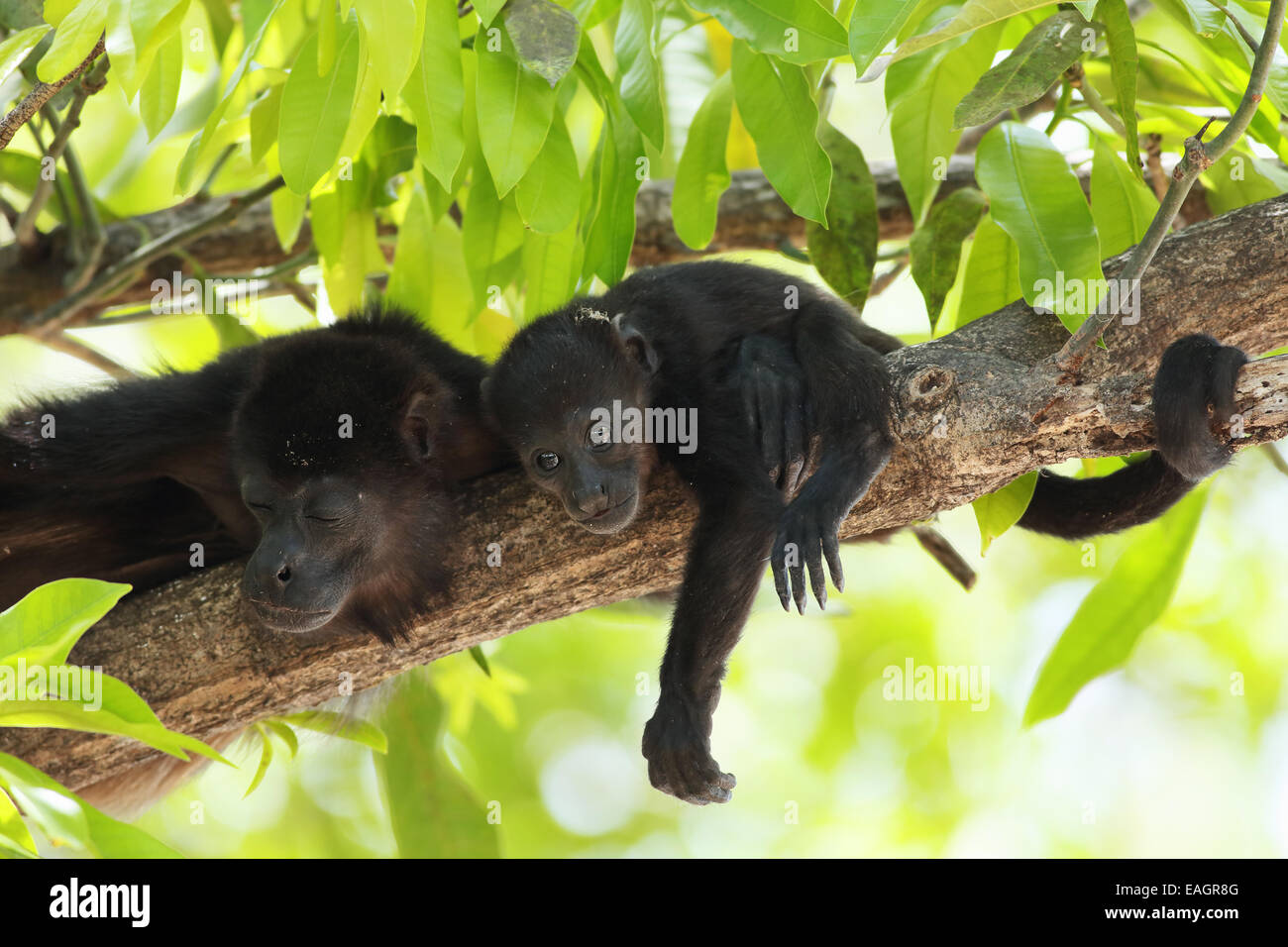 Female and young mantled howler monkeys (Alouatta palliata). Tropical