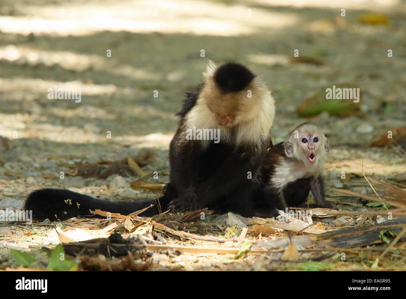 Female white-faced capuchin monkey (cebus capucinus) with baby. On a road in tropical dry forest, Palo Verde National Park, Guan Stock Photo