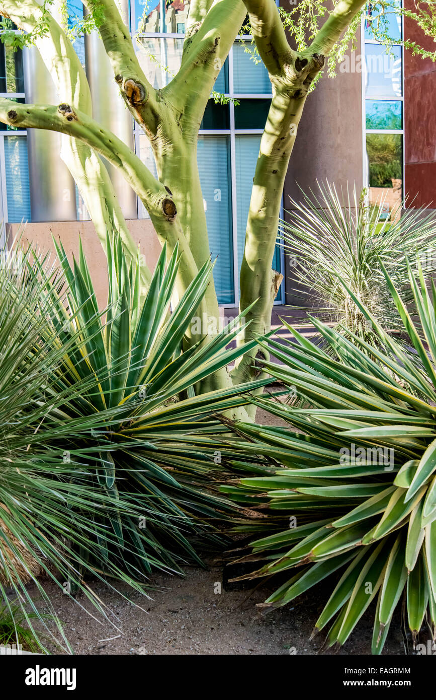 Urban streetscapes and buildings in downtown Phoenix, Arizona Stock