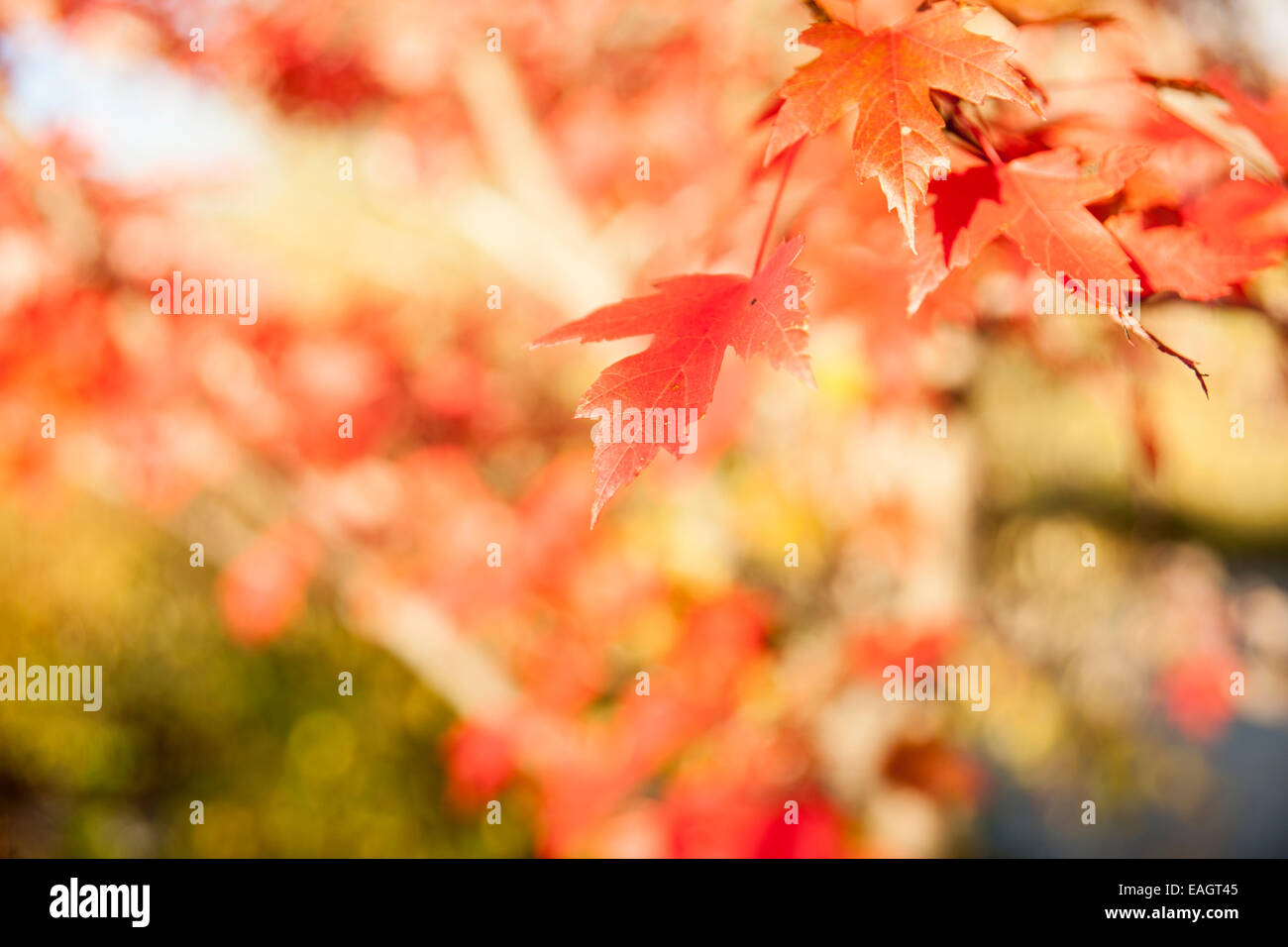 Maple leaves in differential focus in autumn. Stock Photo