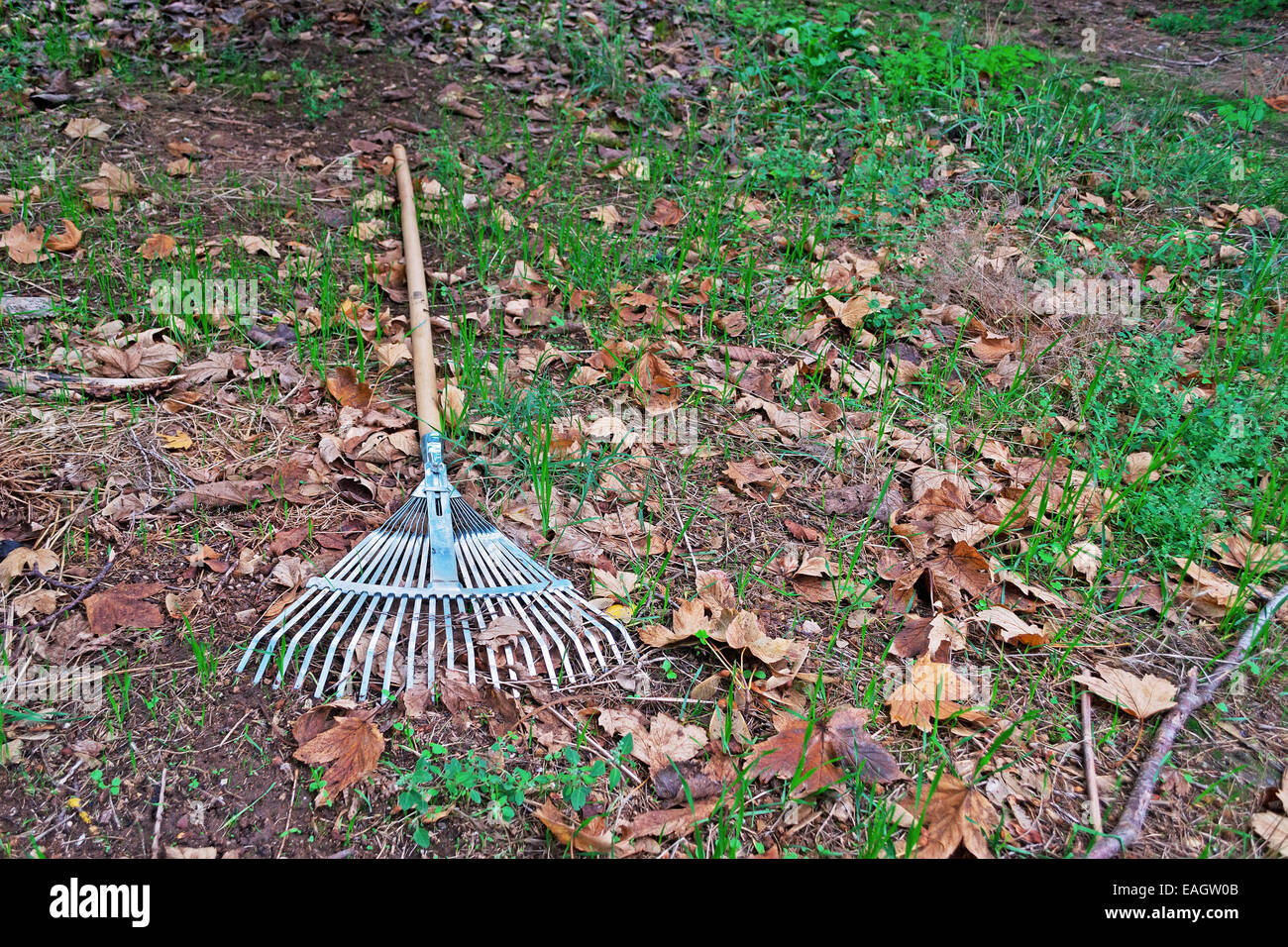 metal rake and yellow leaves on the ground Stock Photo - Alamy