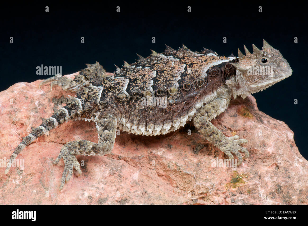 Giant horned lizard / Phrynosoma asio Stock Photo