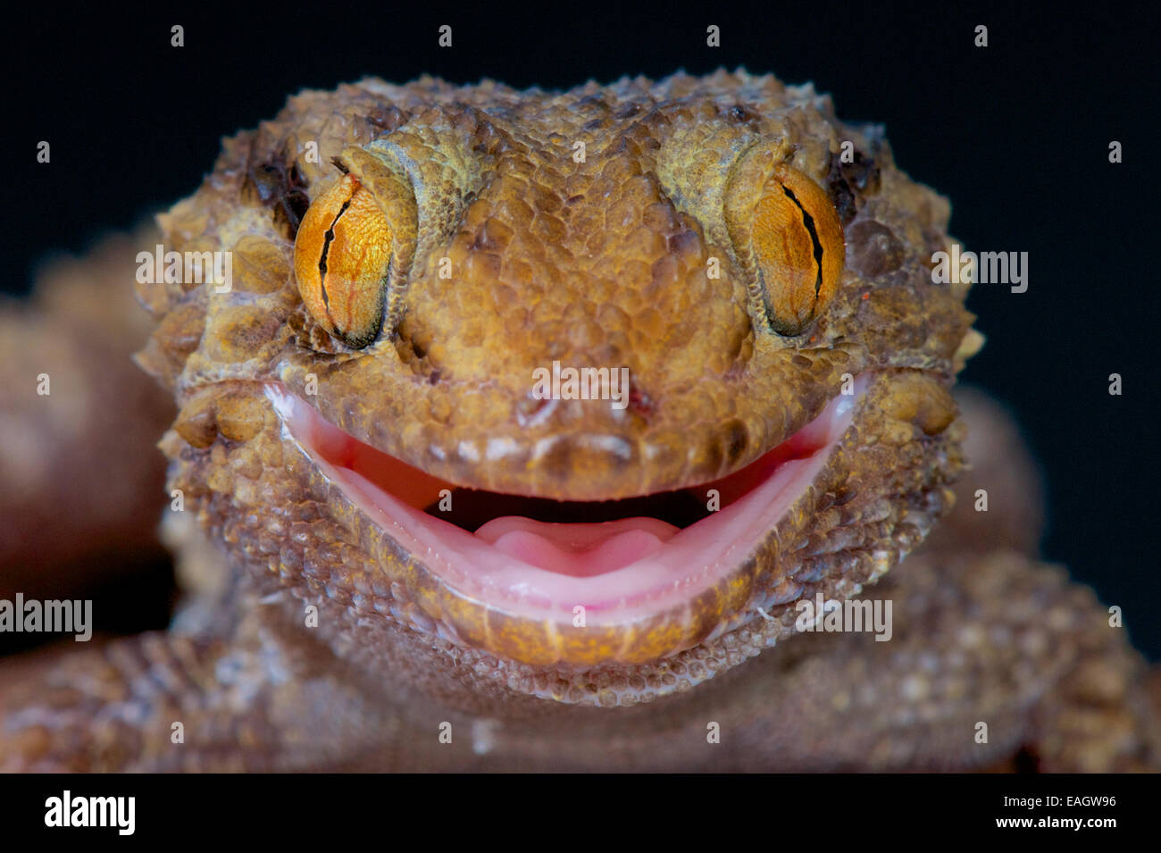 Thick toed gecko / Chondrodactylus turneri Stock Photo