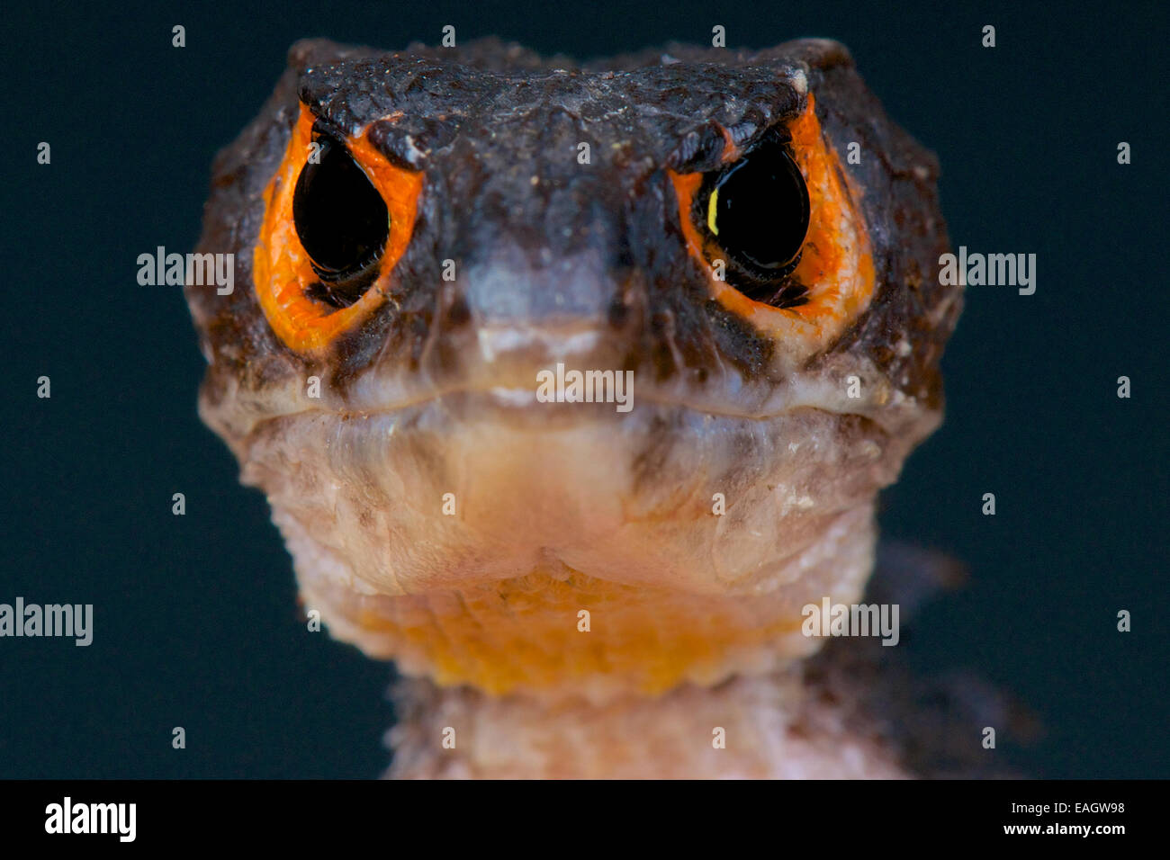 Orange-eyed crocodile skink / Triblonotus gracilis Stock Photo