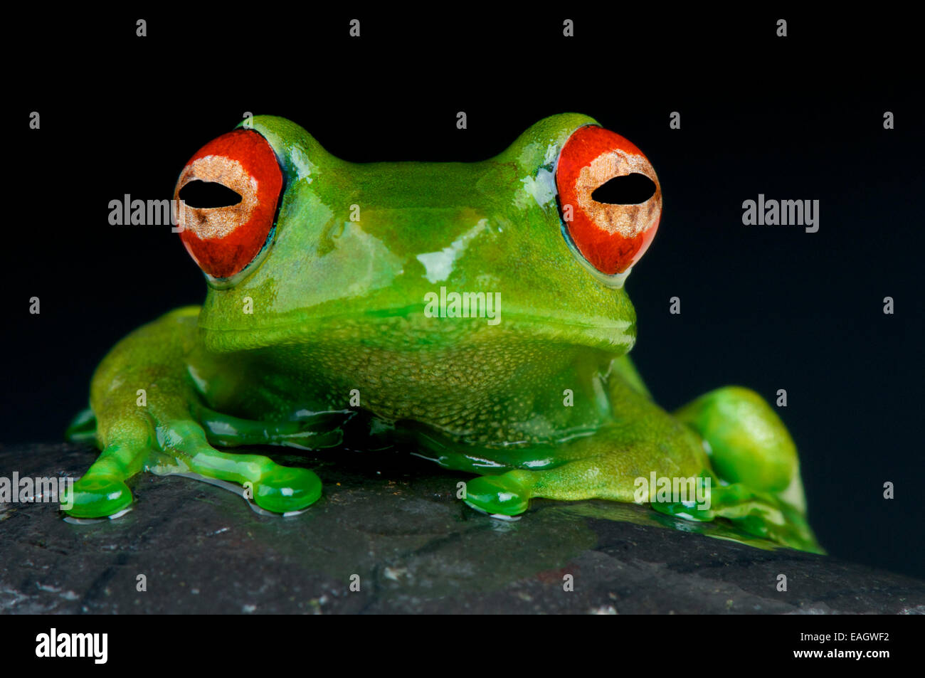 Red-eyed tree frog / Boophis luteus Stock Photo