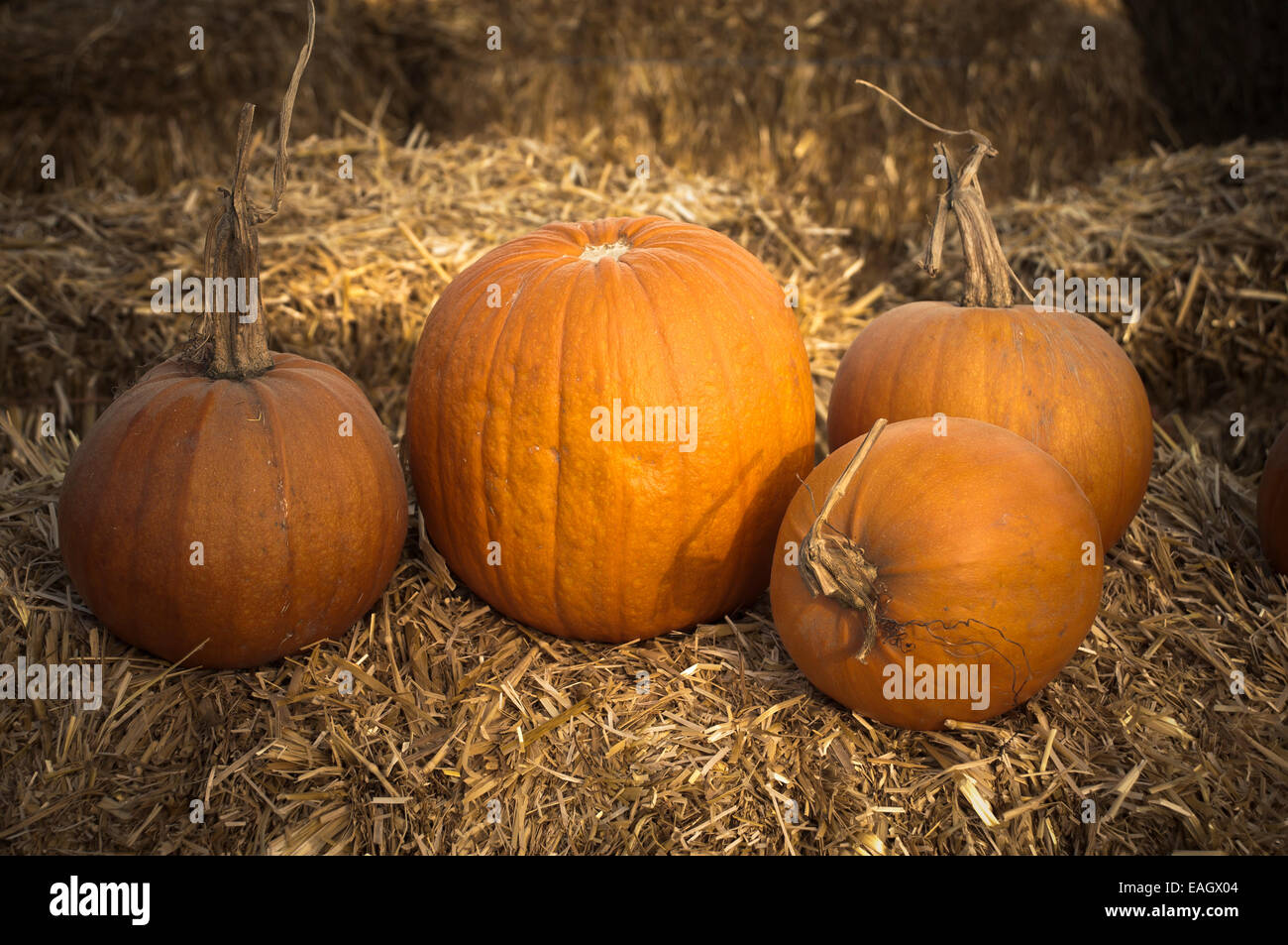 Pumpkins on bales of hay Stock Photo Alamy